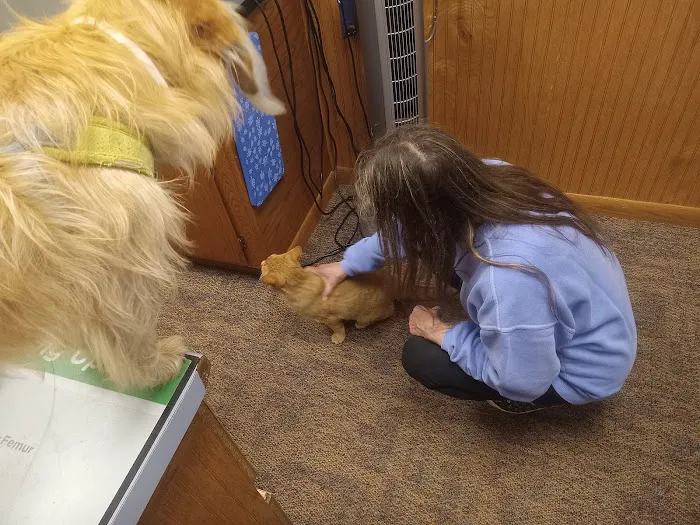 Animal Doctors 12