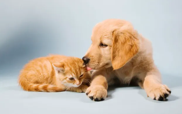 Hartford Animal Clinic 12