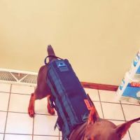 Woodview Veterinary Clinic ico