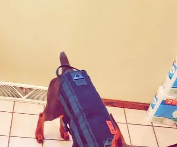 Woodview Veterinary Clinic