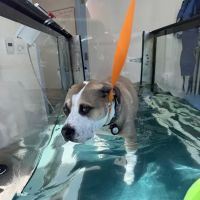 Best Friends Veterinary Center ico