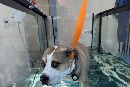 Best Friends Veterinary Center