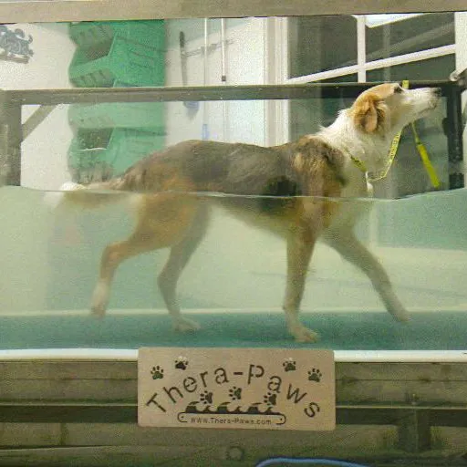 Best Friends Veterinary Center 12