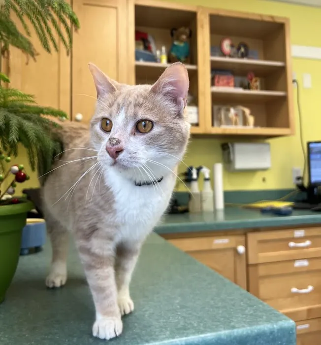 Best Friends Veterinary Center 12