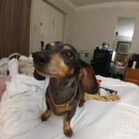 Dansville Vet Clinic ico