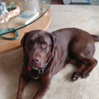 Willow Ridge Animal Hospital ico