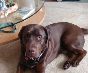 Willow Ridge Animal Hospital