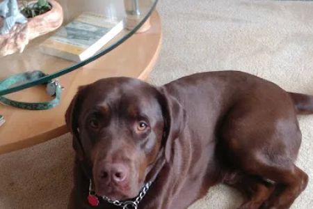 Willow Ridge Animal Hospital