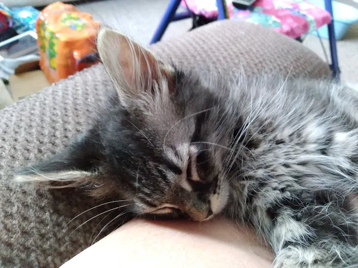 Willow Ridge Animal Hospital 12