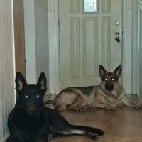 Brookside Veterinary Clinic ico