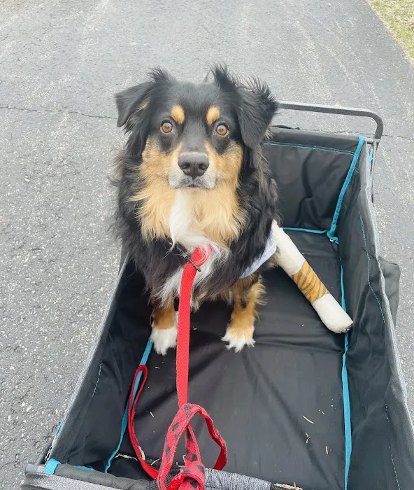 Dogwood Pet Hospital 12