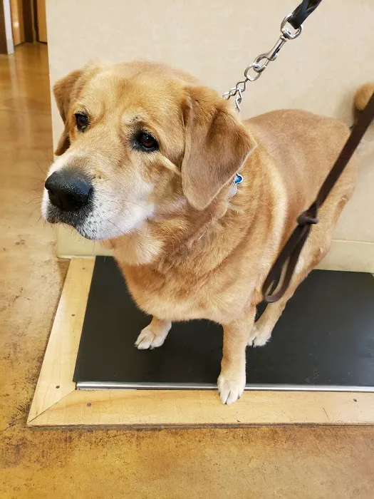 Dogwood Pet Hospital 12