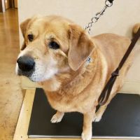 Dogwood Pet Hospital ico