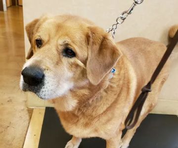 Dogwood Pet Hospital