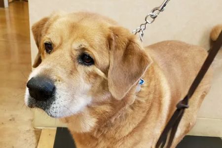 Dogwood Pet Hospital