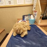 Dogwood Pet Hospital: Bushmeyer Sarah M DVM ico