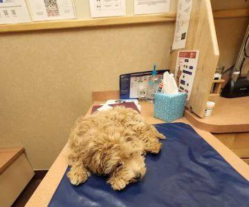 Dogwood Pet Hospital: Bushmeyer Sarah M DVM