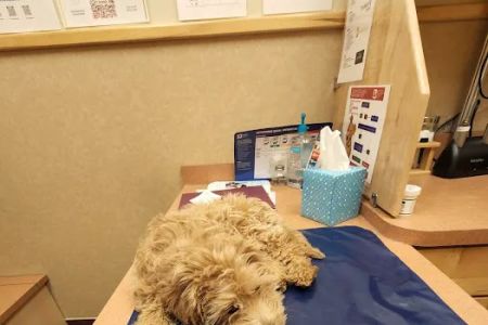 Dogwood Pet Hospital: Bushmeyer Sarah M DVM
