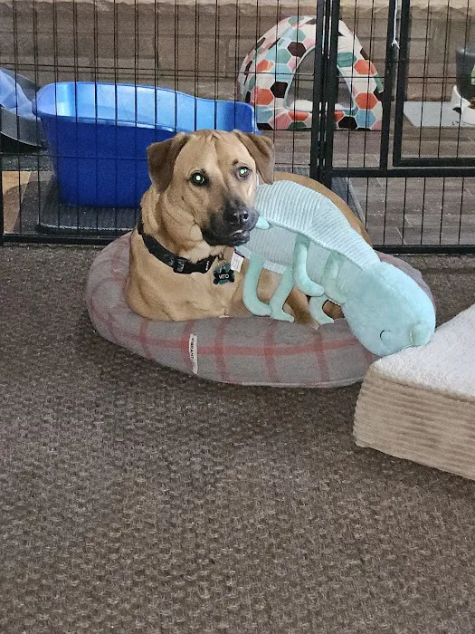Dogwood Pet Resort 12