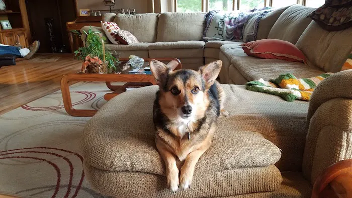 Dogwood Pet Resort 12