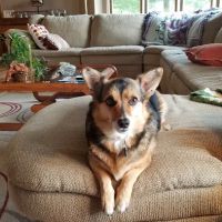 Dogwood Pet Resort ico