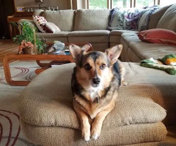 Dogwood Pet Resort