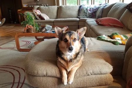 Dogwood Pet Resort