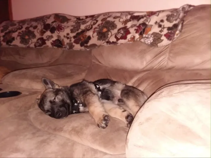 Dogwood Pet Resort 12