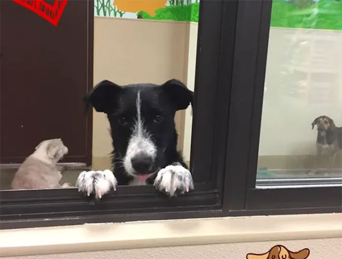 Dogwood Pet Resort 12