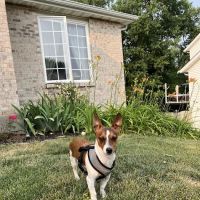 Frost Family Pet Clinic ico