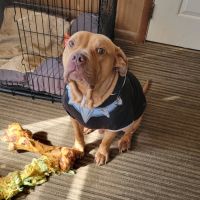 Animal Clinic of Rockford ico