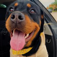 Animal Hospital of Loves Park ico