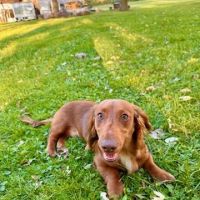 CJ Haase Veterinary and Immunological Services ico