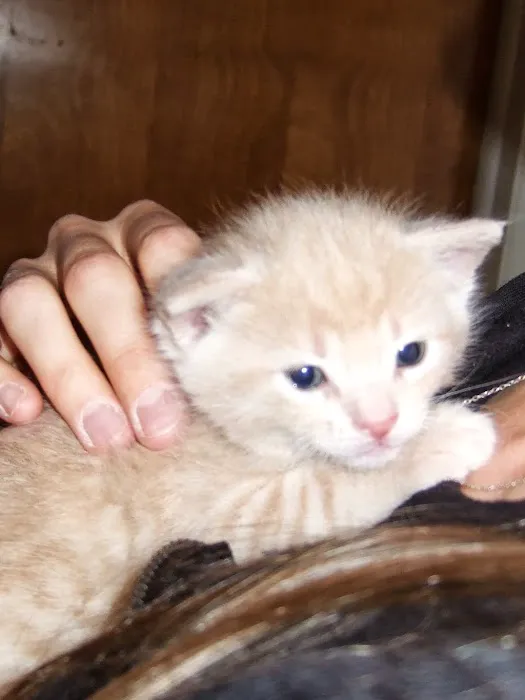 Marshall Pet Care Clinic 12