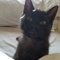 Back 2 Basics Vet Clinic ico