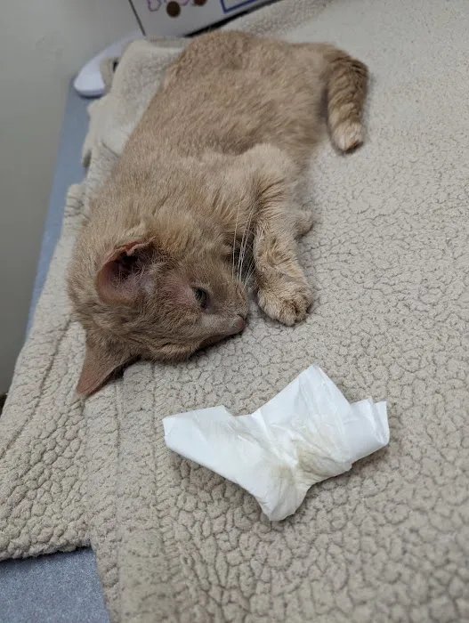 Chalet Veterinary Clinic 12