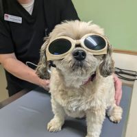 Deer Grove Veterinary Clinic ico