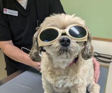 Deer Grove Veterinary Clinic