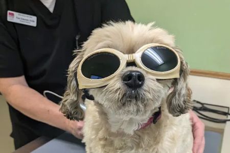 Deer Grove Veterinary Clinic