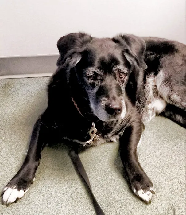Rochelle Veterinary Hospital 12