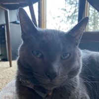 Tyler Veterinary Clinic ico
