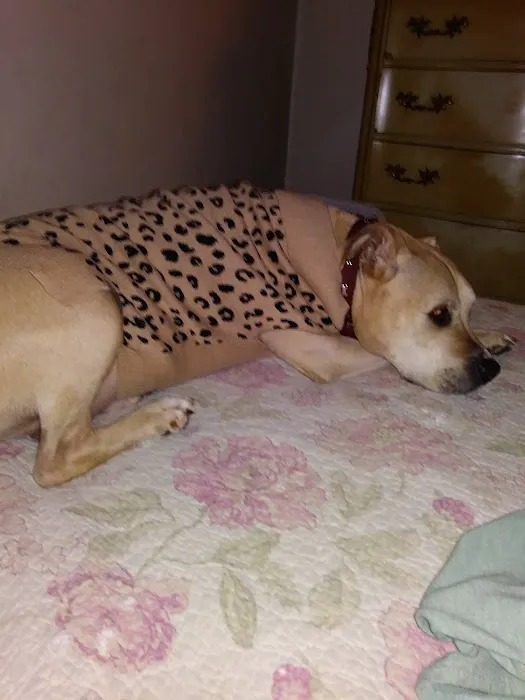 Hillcrest Animal Hospital: Wilder Mary DVM 12