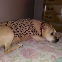 Hillcrest Animal Hospital: Wilder Mary DVM ico