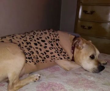 Hillcrest Animal Hospital: Wilder Mary DVM