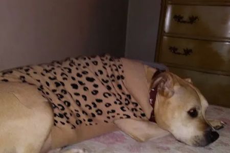 Hillcrest Animal Hospital: Wilder Mary DVM
