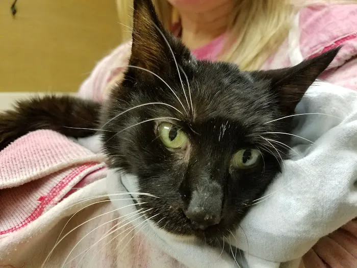 Hillcrest Animal Hospital 8