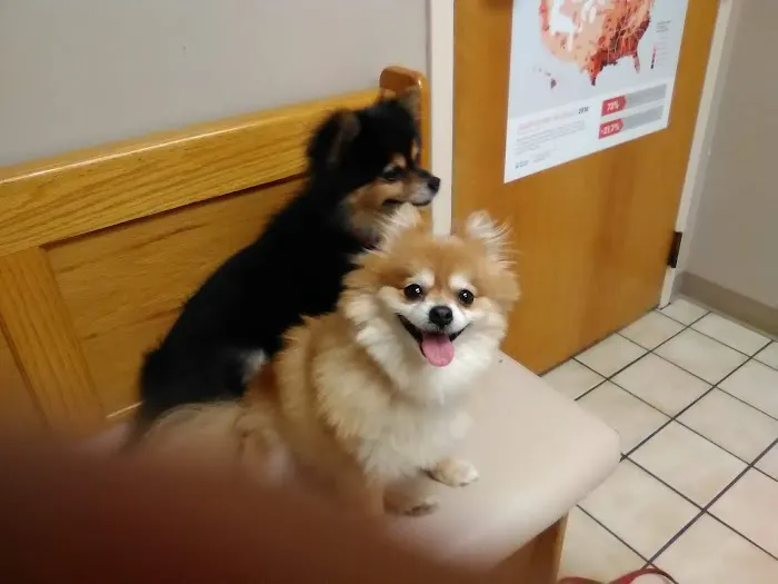 Animal Medical Clinic 12