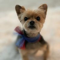 Happy Tails Animal Hospital ico