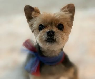 Happy Tails Animal Hospital