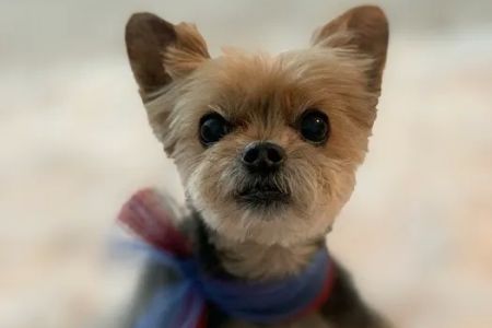 Happy Tails Animal Hospital